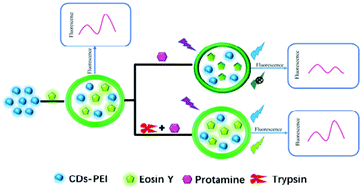 Graphical abstract: A ratiometric fluorescence strategy based on polyethyleneimine surface-modified carbon dots and Eosin Y for the ultrasensitive determination of protamine and trypsin