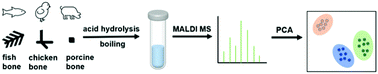 Graphical abstract: MALDI-TOF mass spectrometry applied for animal species identification based on bone samples