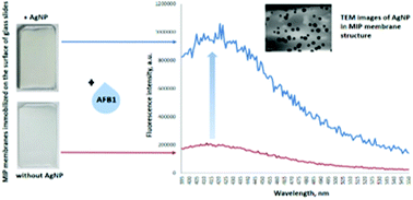 Graphical abstract: Highly-selective and sensitive plasmon-enhanced fluorescence sensor of aflatoxins