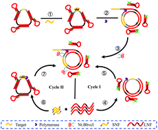 Graphical abstract: A sensing system constructed by combining a structure-switchable molecular beacon with nicking-enhanced rolling circle amplification for highly sensitive miRNA detection