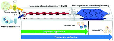 Graphical abstract: A modular microfluidic platform for serial enrichment and harvest of pure extracellular vesicles