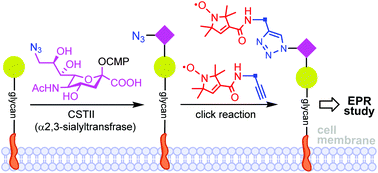 Graphical abstract: Enzymatic glycoengineering-based spin labelling of cell surface sialoglycans to enable their analysis by electron paramagnetic resonance (EPR) spectroscopy