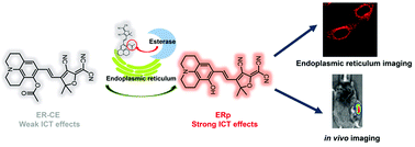 Graphical abstract: An easily available endoplasmic reticulum targeting near-infrared fluorescent probe for esterase imaging in vitro and in vivo