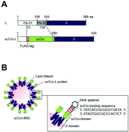 Graphical abstract: Bio-nanocapsules for oriented immobilization of DNA aptamers on aptasensors
