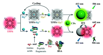 Graphical abstract: Ultrasensitive ratiometric fluorescent probes for Hg(ii) and trypsin activity based on carbon dots and metalloporphyrin via a target recycling amplification strategy