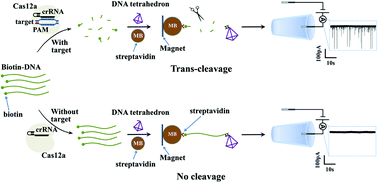 Graphical abstract: Detection of small-sized DNA fragments in a glassy nanopore by utilization of CRISPR-Cas12a as a converter system