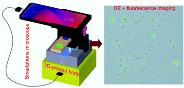 Graphical abstract: An affordable, handheld multimodal microscopic system with onboard cell morphology and counting features on a mobile device