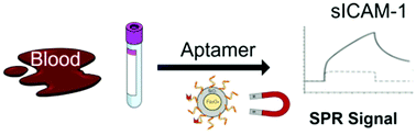 Graphical abstract: Surface plasmon resonance aptasensor for soluble ICAM-1 protein in blood samples