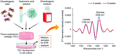 Graphical abstract: Nondestructive assessment of tissue engineered cartilage based on biochemical markers in cell culture media: application of attenuated total reflection Fourier transform infrared (ATR-FTIR) spectroscopy