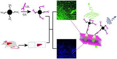 Graphical abstract: A simple fluorescent strategy for liver capillary labeling with carbon quantum dot-lectin nanoprobe