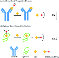 Graphical abstract: Antibody- and aptamer-based competitive fluorescence polarization/anisotropy assays for ochratoxin A with tetramethylrhodamine-labeled ochratoxin A