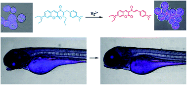 Graphical abstract: An ultrasensitive ratiometric fluorescent probe for the detection of Hg2+ and its application in cell and zebrafish