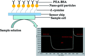 Graphical abstract: Surface plasmon resonance biosensor for the detection of phenylethanolamine A in swine urine