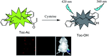 Graphical abstract: A novel fluorescence probe for the selective detection of cysteine in aqueous solutions and imaging in living cells and mice