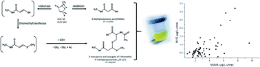 Graphical abstract: Quantification of a mercapturate metabolite of the biocides methylisothiazolinone and chloromethylisothiazolinone (“M-12”) in human urine using online-SPE-LC/MS/MS