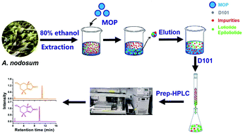 Graphical abstract: Preparative separation and purification of loliolide and epiloliolide from Ascophyllum nodosum using amine-based microporous organic polymer for solid phase extraction coupled with macroporous resin and prep-HPLC