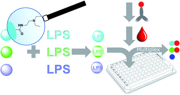 Graphical abstract: A generic protocol to immobilize lipopolysaccharides on microbeads for multiplex analysis