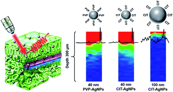 Graphical abstract: In situ and real time investigation of foliarly applied silver nanoparticles on and in spinach leaves by surface enhanced Raman spectroscopic mapping