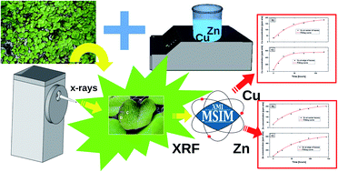 Graphical abstract: Monitoring of metal phytofiltration performance by micro-XRF methodology