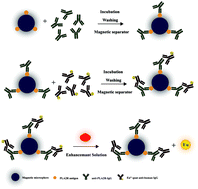 Graphical abstract: A novel time-resolved fluoroimmunoassay based on magnetic microspheres method for detecting antibodies against the phospholipase A2 receptor