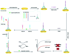 Graphical abstract: A highly sensitive electrochemical biosensor for microRNA122 detection based on a target-induced DNA nanostructure