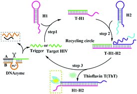 Graphical abstract: A label-free fluorescent biosensor based on a catalyzed hairpin assembly for HIV DNA and lead detection