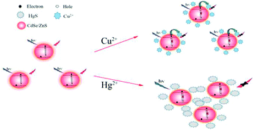 Graphical abstract: Polymer-capped CdSe/ZnS quantum dots for the sensitive detection of Cu2+ and Hg2+ and the quenching mechanism