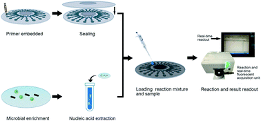 Graphical abstract: A real-time LAMP-based dual-sample microfluidic chip for rapid and simultaneous detection of multiple waterborne pathogenic bacteria from coastal waters