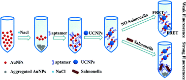 Graphical abstract: A fluorescence biosensor for Salmonella typhimurium detection in food based on the nano-self-assembly of alendronic acid modified upconversion and gold nanoparticles