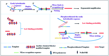 Graphical abstract: A new self-passivating template with the phosphorothioate strategy to effectively improve the detection limit and applicability of exponential amplification reaction