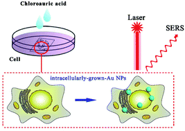 Graphical abstract: Single cell detection using intracellularly-grown-Au-nanoparticle based surface-enhanced Raman scattering spectroscopy for nasopharyngeal cell line classification