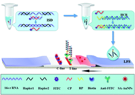 Graphical abstract: Visual assay of Escherichia coli O157:H7 based on an isothermal strand displacement and hybrid chain reaction amplification strategy