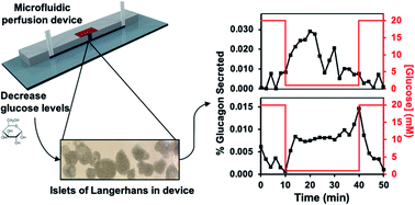 Graphical abstract: A microfluidic system for monitoring glucagon secretion from human pancreatic islets of Langerhans