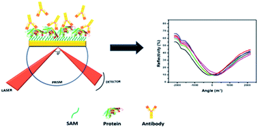 Graphical abstract: Fast and reliable detection of SARS-CoV-2 antibodies based on surface plasmon resonance