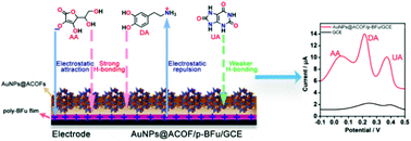 Graphical abstract: A selective sensing platform for the simultaneous detection of ascorbic acid, dopamine, and uric acid based on AuNPs/carboxylated COFs/Poly(fuchsin basic) film