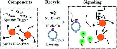 Graphical abstract: Rapid and sensitive leukemia-derived exosome quantification via nicking endonuclease-assisted target recycling