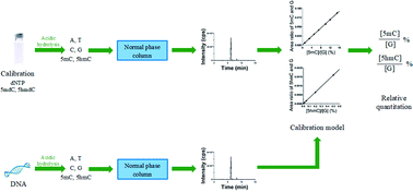 Graphical abstract: A relative quantitation method for measuring DNA methylation and hydroxymethylation using guanine as an internal standard