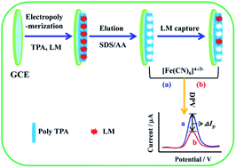 Graphical abstract: Simple electrochemical detection of Listeria monocytogenes based on a surface-imprinted polymer-modified electrode