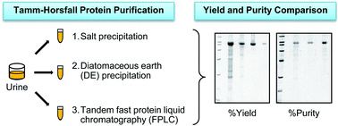 Graphical abstract: Application of tandem fast protein liquid chromatography to purify intact native monomeric/aggregated Tamm–Horsfall protein from human urine and systematic comparisons with diatomaceous earth adsorption and salt precipitation: yield, purity and time-consumption