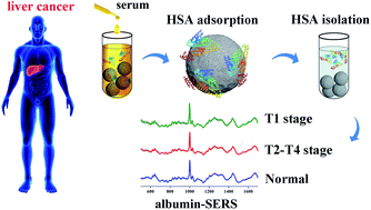 Graphical abstract: Label-free determination of liver cancer stages using surface-enhanced Raman scattering coupled with preferential adsorption of hydroxyapatite microspheres
