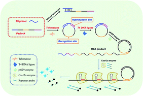 Graphical abstract: Sensitive osteosarcoma diagnosis through five-base telomerase product-triggered CRISPR-Cas12a enhanced rolling circle amplification