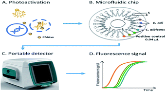 Graphical abstract: Quantitative and specific detection of viable pathogens on a portable microfluidic chip system by combining improved propidium monoazide (PMAxx) and loop-mediated isothermal amplification (LAMP)
