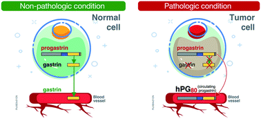 Graphical abstract: A novel method to detect hPG80 (human circulating progastrin) in the blood