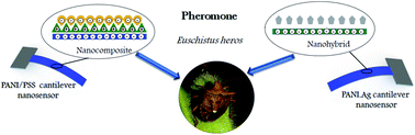Graphical abstract: Sexual pheromone detection using PANI·Ag nanohybrid and PANI/PSS nanocomposite nanosensors