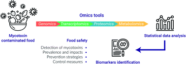 Graphical abstract: Omics in the detection and identification of biosynthetic pathways related to mycotoxin synthesis