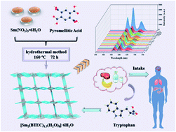 Graphical abstract: A hydrostable samarium(iii)-MOF sensor for the sensitive and selective detection of tryptophan based on a “dual antenna effect”