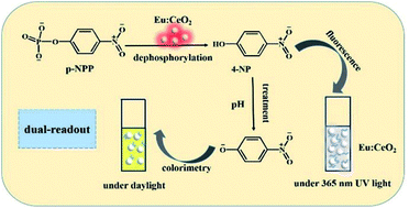 Graphical abstract: Dual-readout performance of Eu3+-doped nanoceria as a phosphatase mimic for degradation and detection of organophosphate