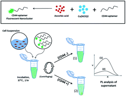 Graphical abstract: A fluorescent aptasensor based on copper nanoclusters for optical detection of CD44 exon v10, an important isoform in metastatic breast cancer