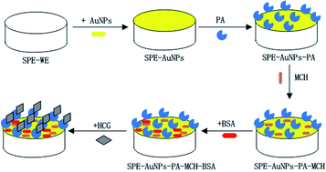 Graphical abstract: A simple unlabeled human chorionic gonadotropin biosensor based on a peptide aptamer