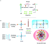 Graphical abstract: Sensitive detection of p53 DNA based on spatially confined fluorescence resonance energy transfer and multivalent assembly of branched DNA